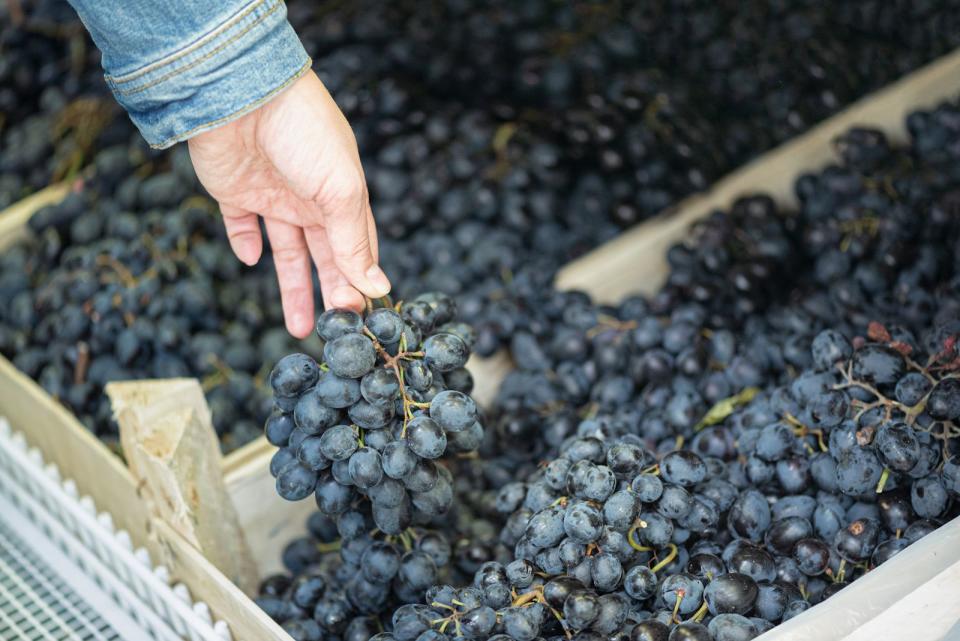 In Weintrauben stecken Vitamin B6 und Folsäure. Vor allem rote Weintrauben wirken durch den Pflanzenstoff Resveratrol antioxidativ. Einziges Manko: Sie enthalten viel Fruchtzucker, deshalb sollten sie unbedingt nur in Maßen gegessen werden. (Bild: iStock / HappyNati)