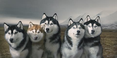 huskies - Credit: tim flach