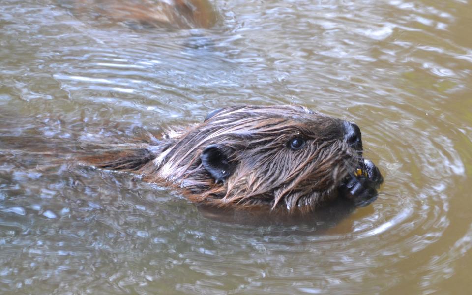 A beaver swimming while enjoying some corn.
