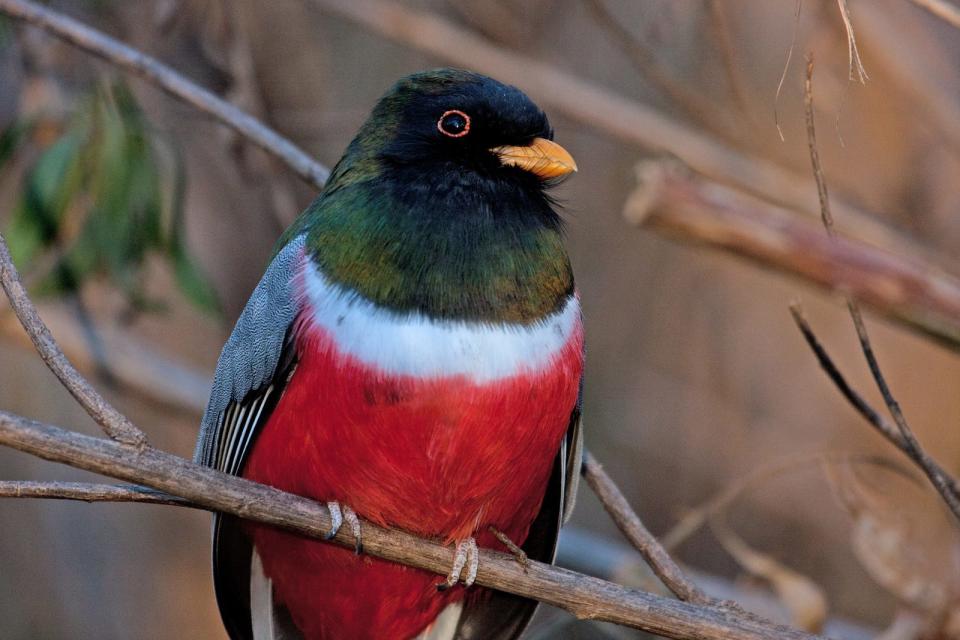 The elegant trogon is a seasonal visitor to southern Arizona.