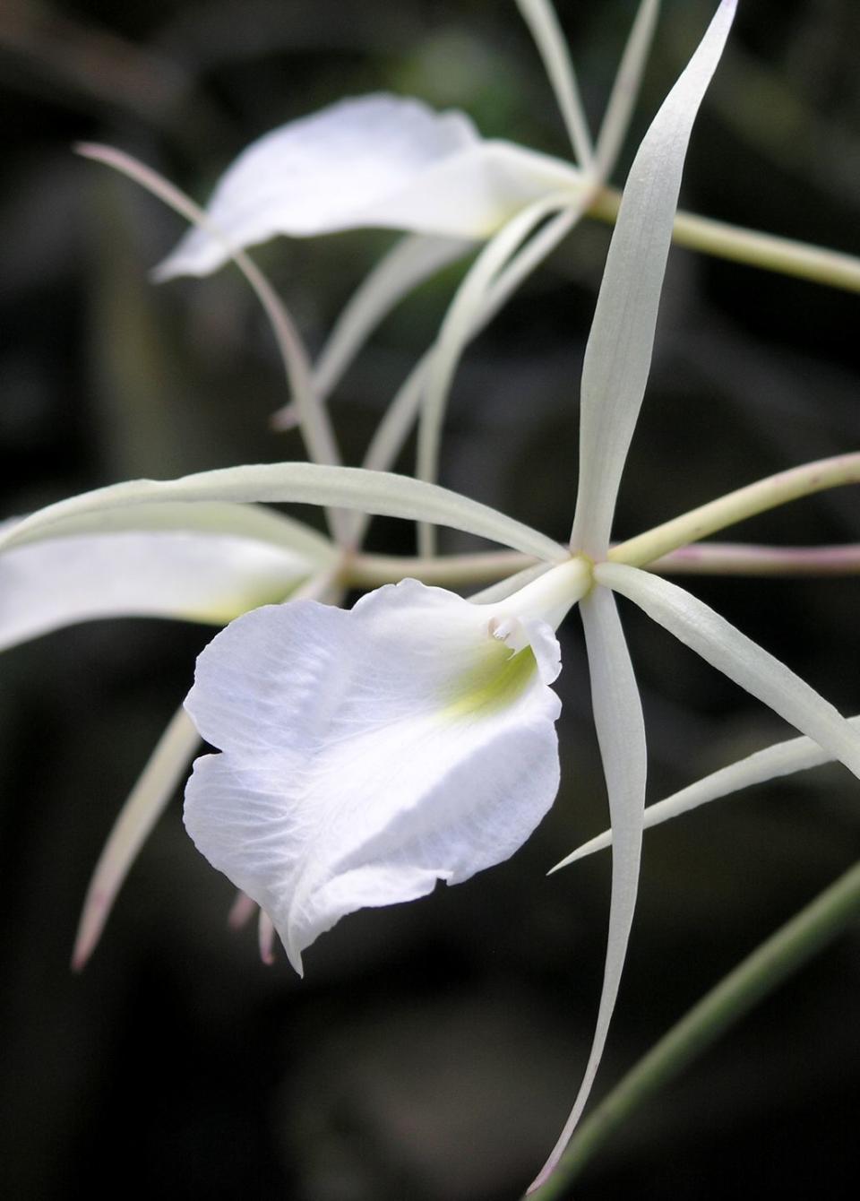 white brassavola orchids