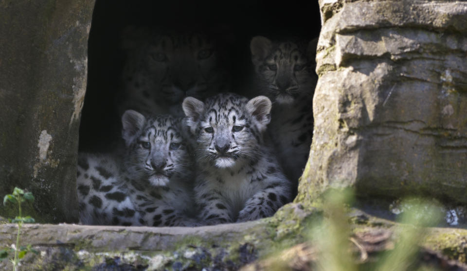 Irina the snow leopard keeps a close watch over her litter of 12 week old cubs, Animesh, Ariun and the third as yet un-named cub at Marwell Zoo near Winchester.