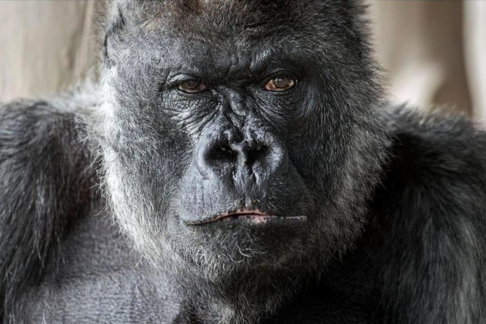 Nico: the silverback gorilla arrived from Switzerland in the 1980s (Longleat Safari Park)