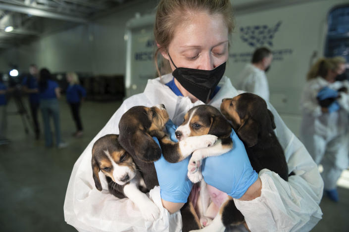 An HSUS Animal Rescue Team member carries four beagle puppies into the organization's care and rehabilitation center in Maryland on Thursday, July 21, 2022, after the organization removed the first 201 beagles as part of a transfer plan from Envigo RMS LLC facility in Cumberland, VA.&nbsp; / Credit: Kevin Wolf / AP