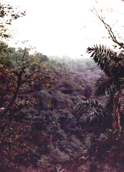 <b>Rainforest land in Costa Rica.</b> Photo courtesy Todd Fearer