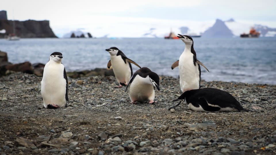 Breeding chinstrap penguins accumulate approximately 11 hours of sleep by breathing. 