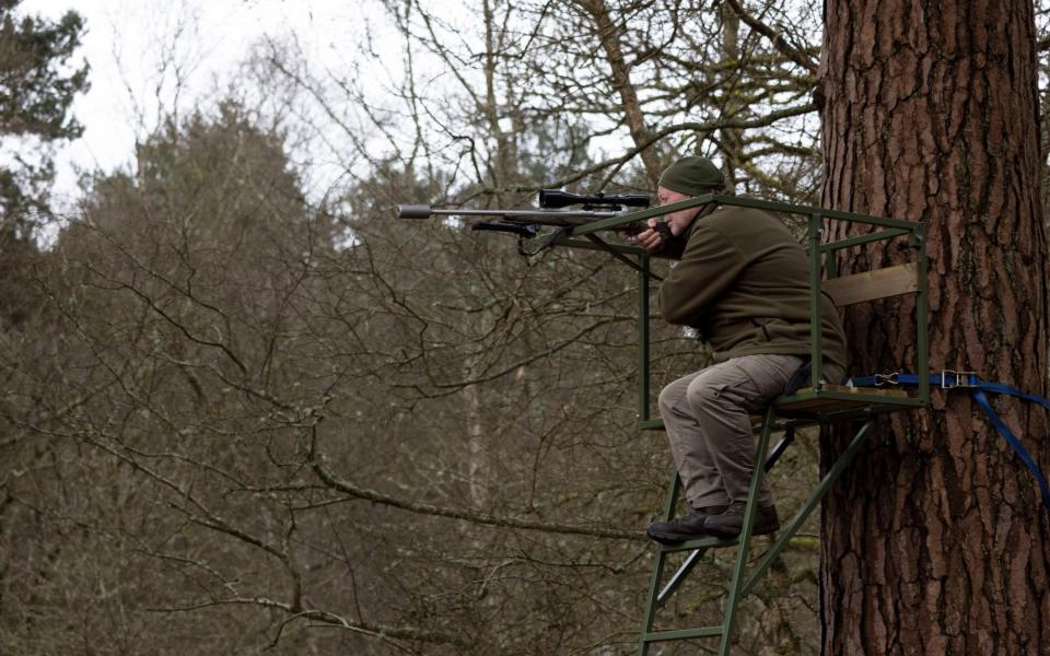 Deerstalker Paul Blunden working on the Hampton Estate in Surrey