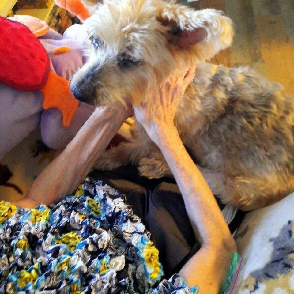 Diane Brisson holds her 12-year-old Yorkie, Champagne, at home in Pinellas Park, Fla., on Dec. 17, 2020, the day Brisson had her beloved pet put down at home using a private service, Lap of Love. The service provides veterinarians for home pet euthanasia. (Marsha Thompson via AP)