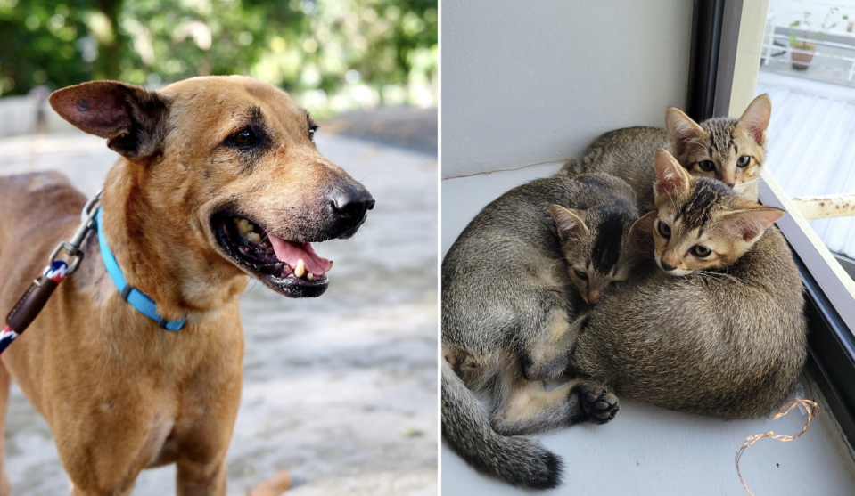 ¿Cómo se las arreglan los cuidadores después de realojar a sus mascotas?