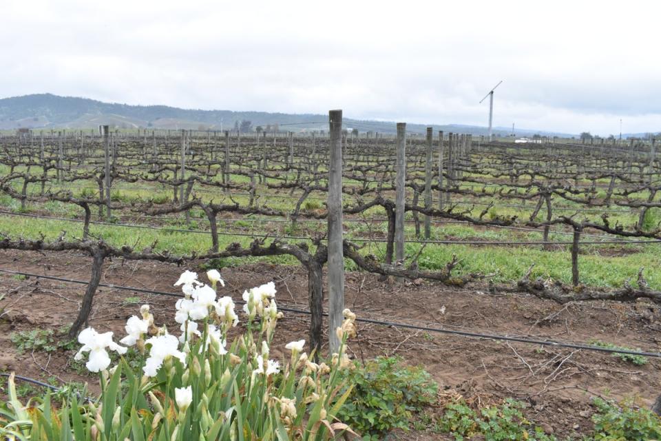 A boutique 250-acre vineyard for cool-climate wines (Frankie Adkins)