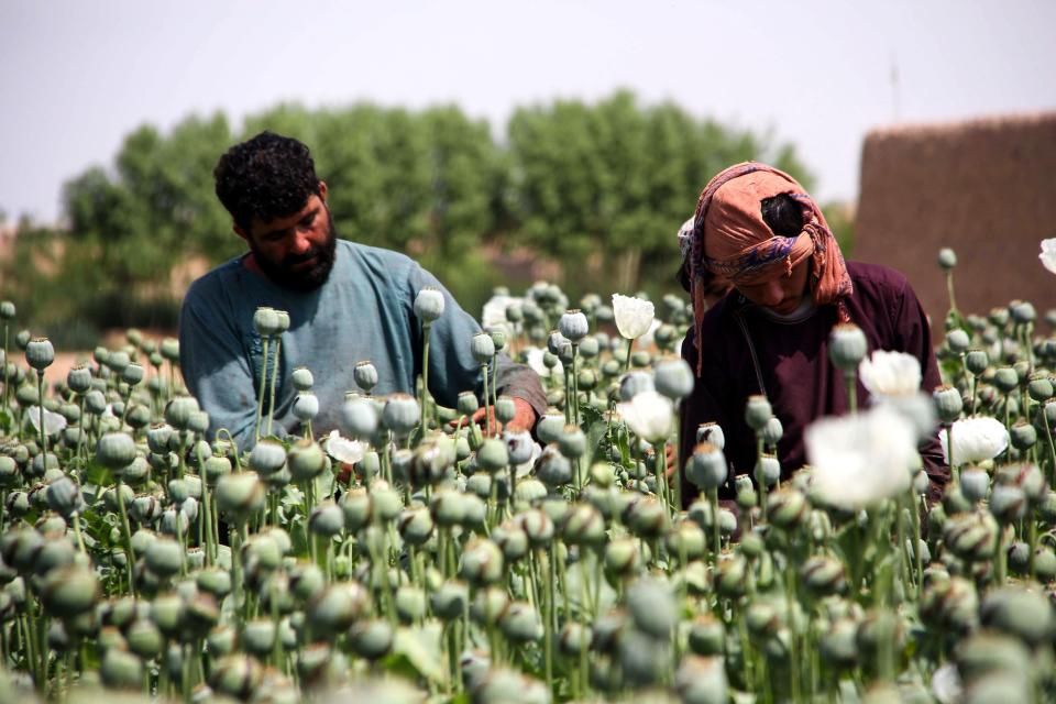 Campesinos en un cultivo de amapola en Afganistán. (Photo credit should read NOOR MOHAMMAD/AFP via Getty Images)