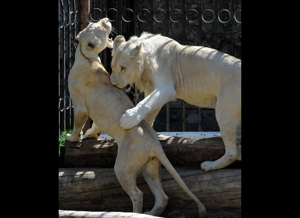 Young white lions Kleopatra (L) and Samuel (R) play in the zoo of Tbilisi on October 1, 2011. AFP PHOTO / VANO SHLAMOV (Photo credit should read VANO SHLAMOV/AFP/Getty Images)