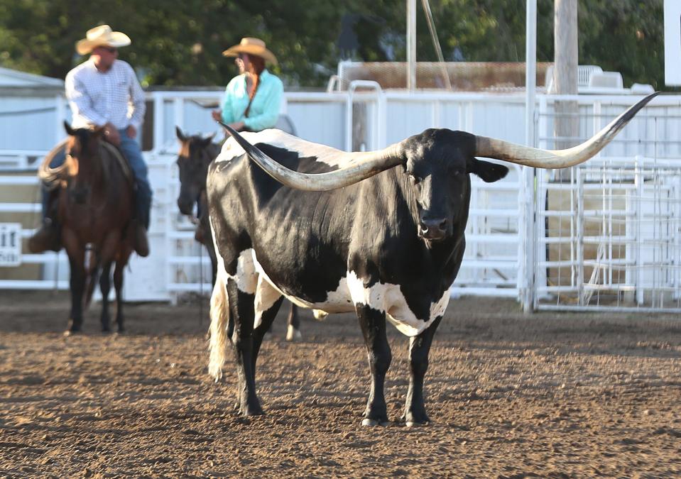 One of a herd of longhorn cattle looks up in the rodeo arena before the start of the 76th annual Wild Bill Hickok PRCA Rodeo Bulls, Broncs and Barrels night Wednesday, August 3, 2022, at Eisenhower Park in Abilene.