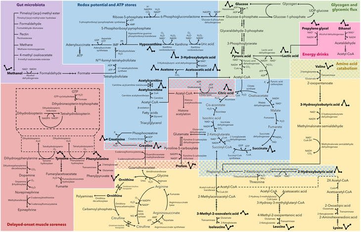 (Illustration: <em>Frontiers in Physiology</em>)