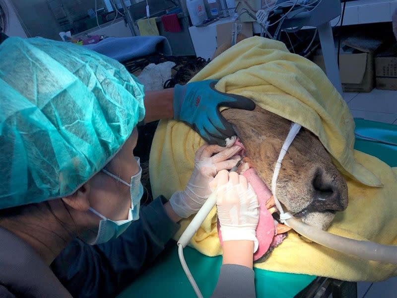 獅子洗牙大作戰！高雄壽山動物園獸醫師不定期都會幫動物健檢及洗牙，圖為非洲獅「大哥」洗牙。（圖／壽山動物園提供）
