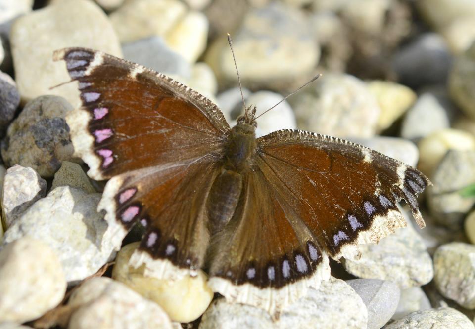 A mourning cloak butterfly gathers some warmth from the stone pathway in the Spohr Gardens in Falmouth, catching the morning sun April 3. Steve Heaslip/Cape Cod Times