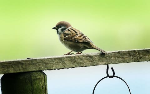 The endangered tree sparrow - Credit:  David Burges