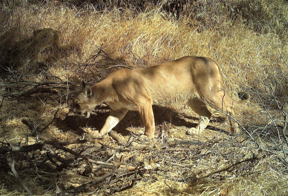 The cougar dubbed P-99 delivered the litter in July in the western Santa Monica Mountains, the National Park Service said.