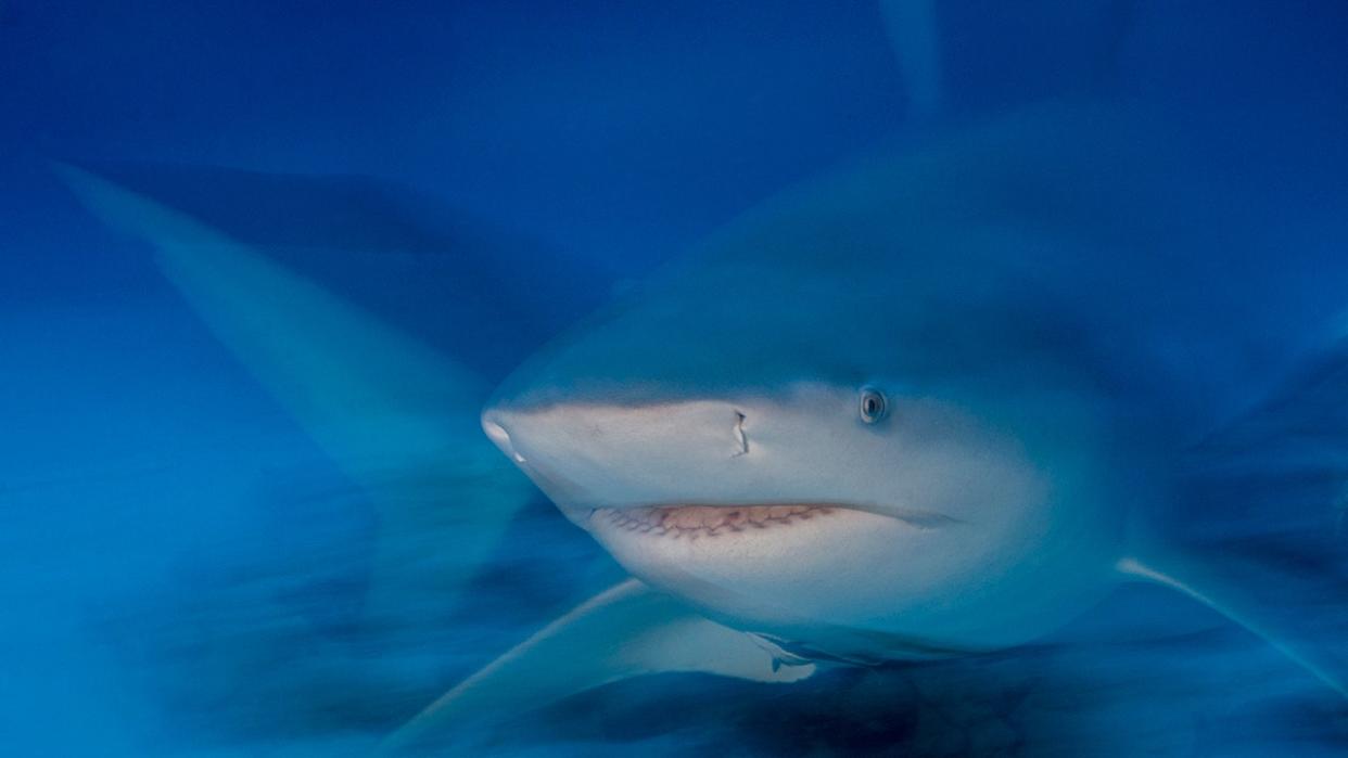 A female bull shark