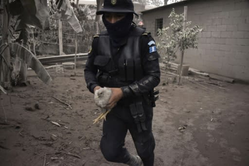 A police officer carries a chicken in the ash-covered village of San Miguel Los Lotes, in Escuintla Department, about 35 km southwest of Guatemala City, on June 4, 2018, a day after the eruption of the Fuego Volcano