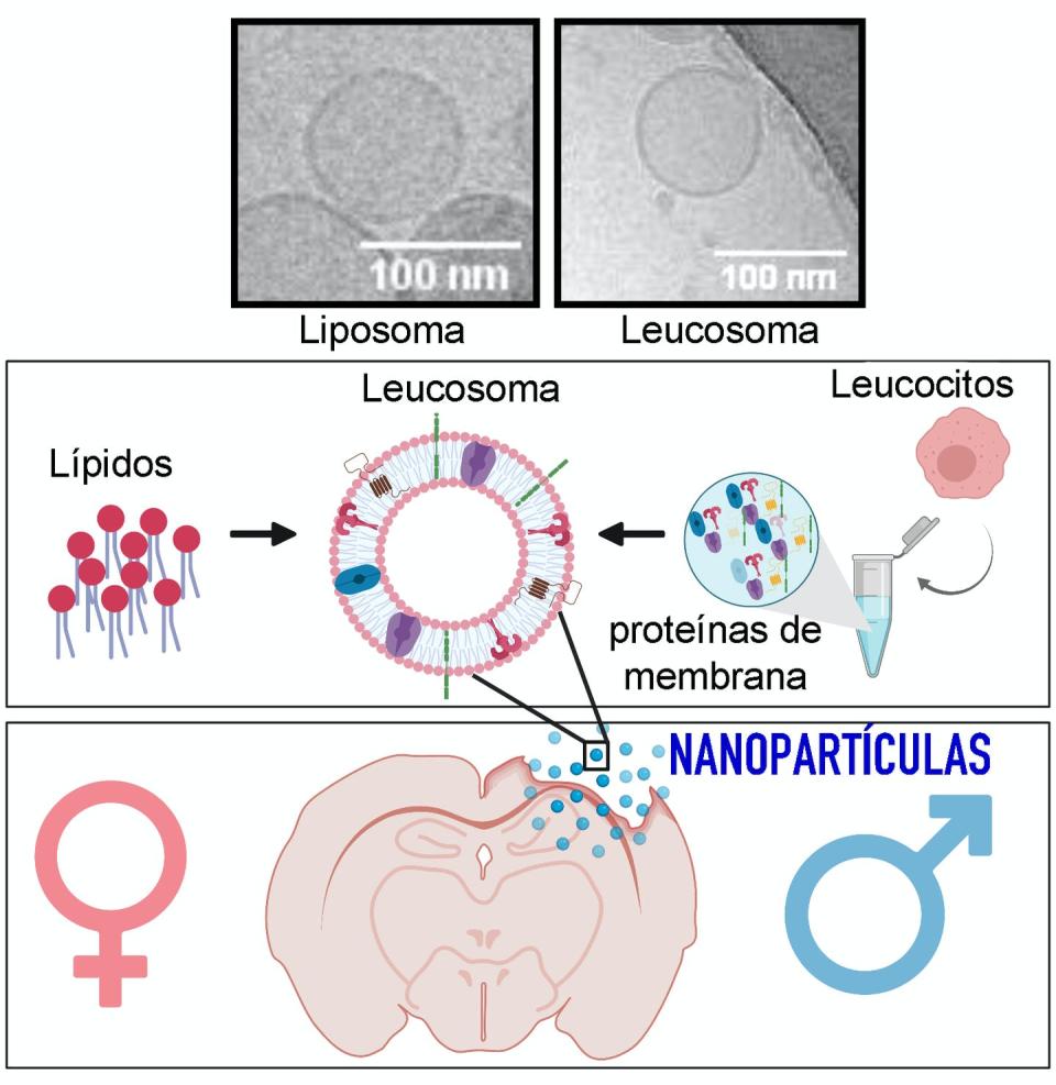 <span class="caption">Nanopartículas (liposomas y leucosomas) diseñadas para tratar el cerebro dañado.</span>