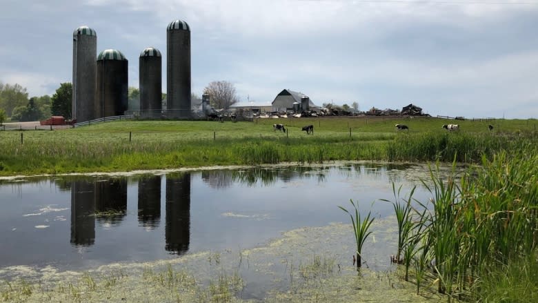 'How can we rebuild with all this mess?' Fire destroys dairy barn, kills cows