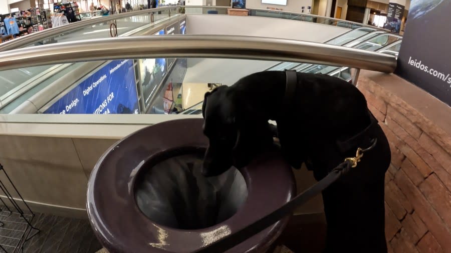 Whether it is sniffing garbage cans or plants, K-9 Donut follows all odors to help protect the airport grounds.