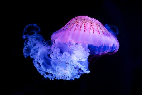 <span class="caption">The purple-striped Jellyfish (Chrysaora colorata)</span> <span class="attribution"><a class="link " href="https://www.shutterstock.com/image-photo/purplestriped-jellyfish-chrysaora-colorata-isolated-on-1633522279" rel="nofollow noopener" target="_blank" data-ylk="slk:Lukas Gojda/Shutterstock;elm:context_link;itc:0;sec:content-canvas">Lukas Gojda/Shutterstock</a></span>