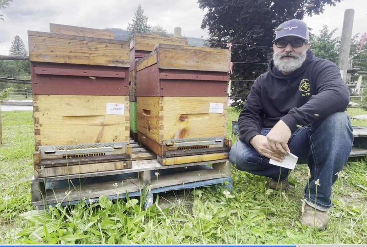 New Revelstoke, B.C., bylaws threaten backyard honeybee hives