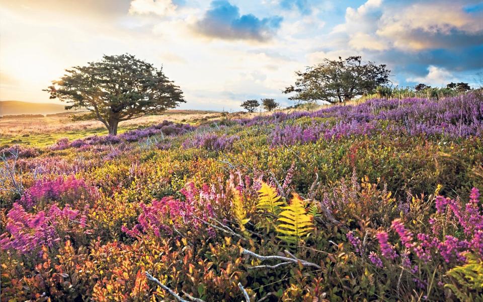 hawthorn best tree for small gardens uk 2021 expert guide tips variety - Getty Images 