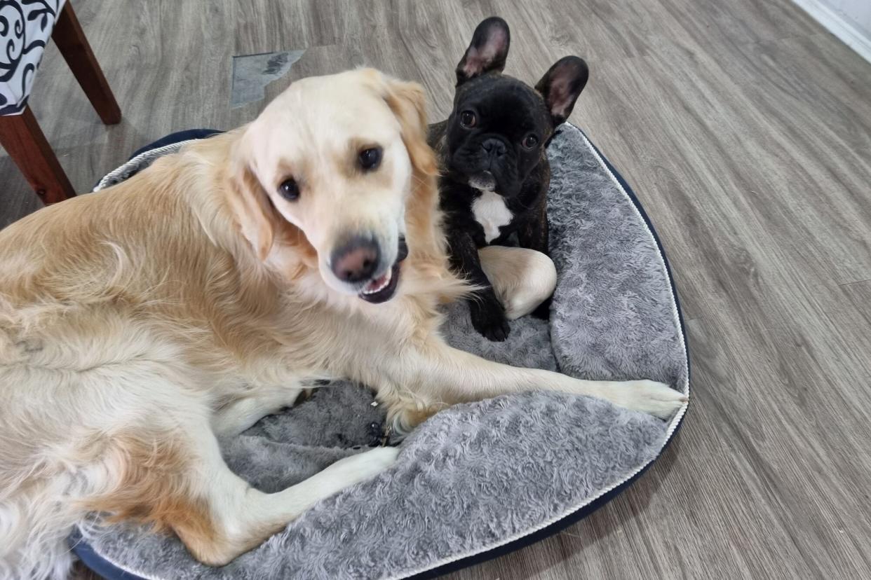 PIC FROM Kennedy News and Media (PICTURED: GOLDEN RETRIEVER BUDDY (20 MONTHS) FROM PAKENHAM, VICTORIA, AUSTRALIA, WITH FRENCH BULLDOG PUPPY BOSS (11 WEEKS)) A nightmare dog who got THROWN OUT of two behaviour schools and destroyed £8,000-worth of his owner's belongings finally turned his life around - after befriending a French bulldog puppy. Tracy Montgomery got her golden retriever Buddy when he was seven months old but as soon as she brought him home, the 'out of control' dog made it his mission to destroy everything in his path. The 52-year-old said that he munched through thousands of pounds worth of items including an ipad, flooring throughout her home and around 15 TV remotes - forcing her to buy them in bulk.