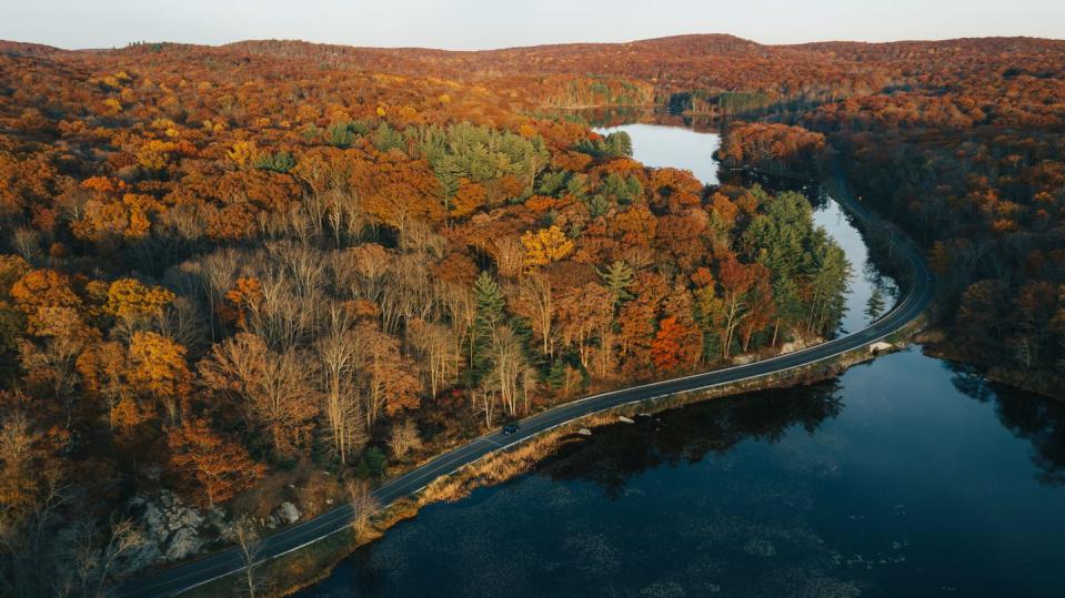 aerial view of autumn leaves in new york