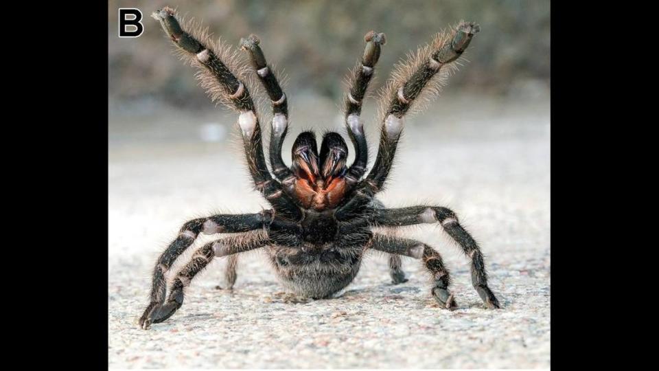 De tarantula is een roodbruine kleur onder een laag wollige haren.