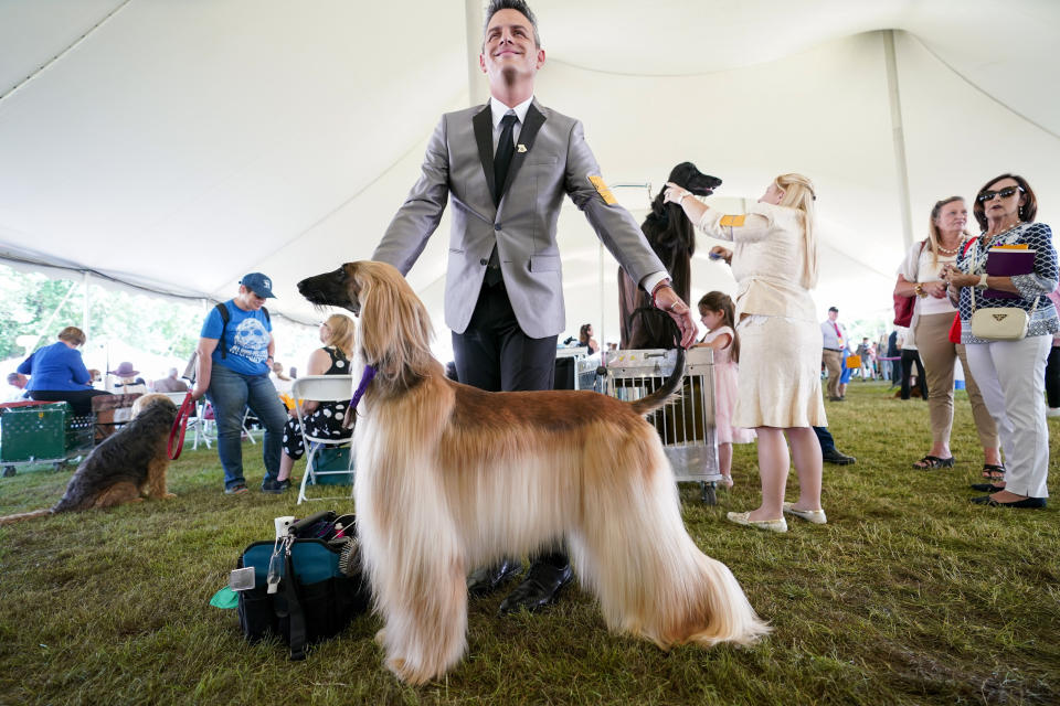 Handler Willi Santiago and Afghan hound Saida wait to compete during the 146th Westminster Kennel Club Dog show, Monday, June 20, 2022, in Tarrytown, N.Y. (AP Photo/Mary Altaffer)