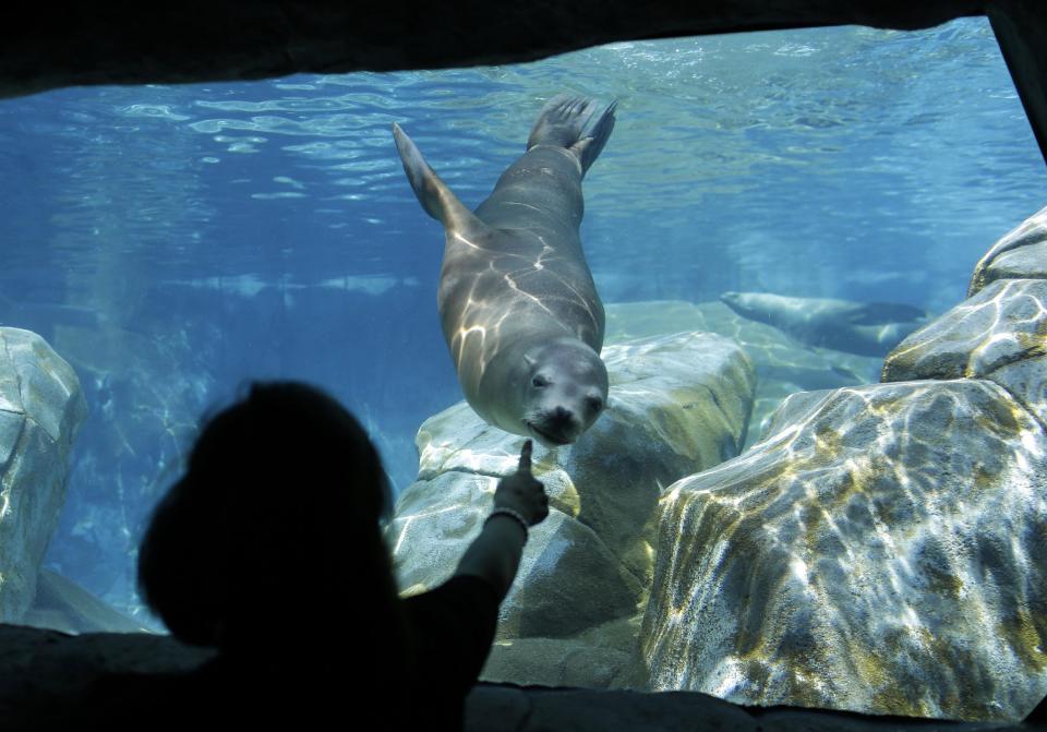 FILE -- In this Sept. 5, 2013 file photo, a visitors to the Saint Louis Zoo points as a sea lions frolics in an exhibit in St. Louis. The zoo is considered one of the best in the nation, and one of the few that with no admission fee. Funding comes from a cultural tax district, the Metropolitan Zoological Park and Museum District, though fees are charged for some special attractions. (AP Photo/Jeff Roberson, File)