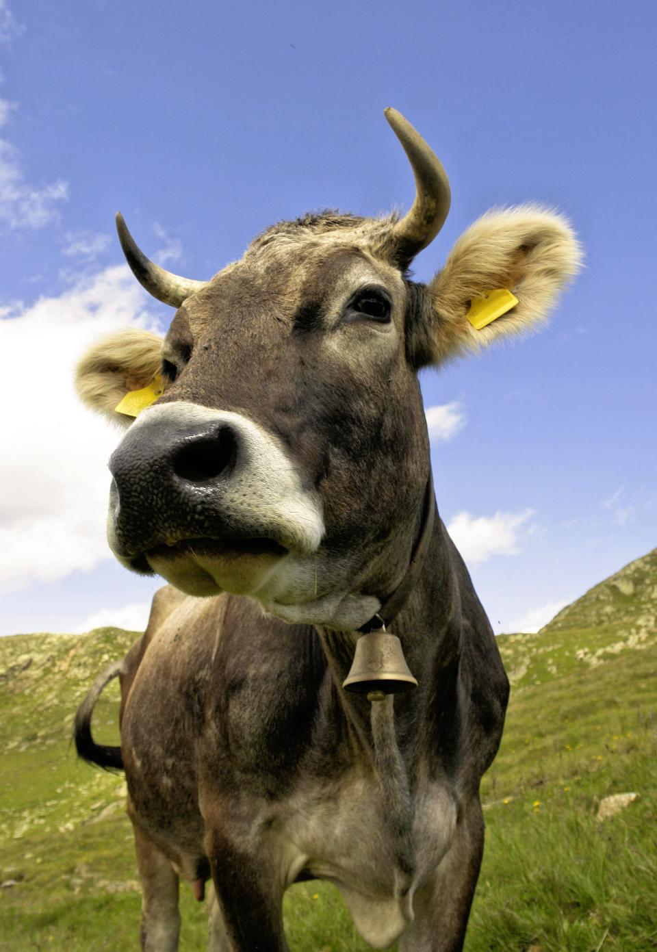 Typical mountain cow with bell in the Central Alps of Italy