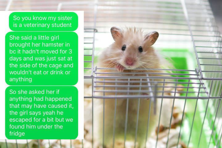 Hamster Death Meme