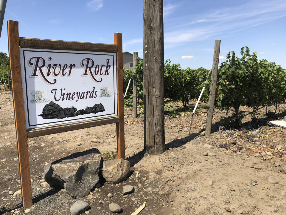 This Aug. 12, 2019 photo shows wine grapes growing amid the stones in the River Rock Vineyard in Milton-Freewater, Oregon. Southeastern Washington has been producing high-quality wines for decades. But in the past five years, the wineries of the Walla Walla Valley have drawn international accolades for the reds produced from the unique soil just across the border in Oregon. (AP Photo/Sally Carpenter Hale)