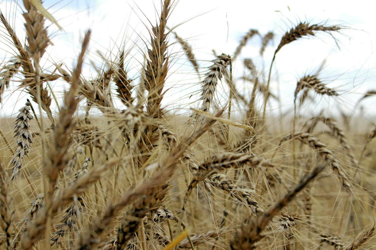 « L’utilisation responsable des NGT, que la législation pourrait débloquer, pourrait contribuer de manière significative à notre quête collective d’un avenir plus résilient, plus respectueux de l’environnement et plus sûr sur le plan alimentaire », expliquent les signataires de la lettre ouverte aux parlementaires européens.  - Credit:Jonathan Barrett/Reuters