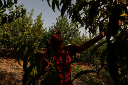 A woman prunes a peach tree on an intensive farm at Alqueva region, Portugal, August 2, 2018. REUTERS/Rafael Marchante
