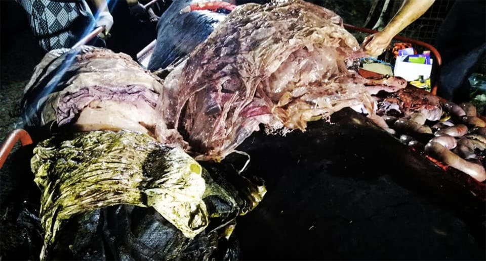 Piles of rubbish sit next to, and on top of, the whale carcass. Source: Facebook/D’ Bone Collector Museum