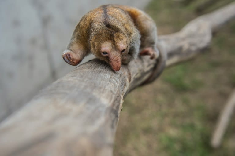 Native to Central and South America, pygmy anteaters measure about 20 centimeters (eight inches) long -- the smallest anteaters in the world