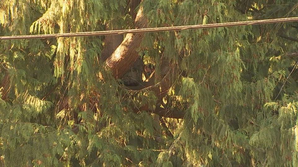 On the same day a red cedar tree was authorized to be chopped down by a developer in Seattle’s Wedgwood neighborhood, someone climbed it and set up a hammock Friday morning. (7-14-23)