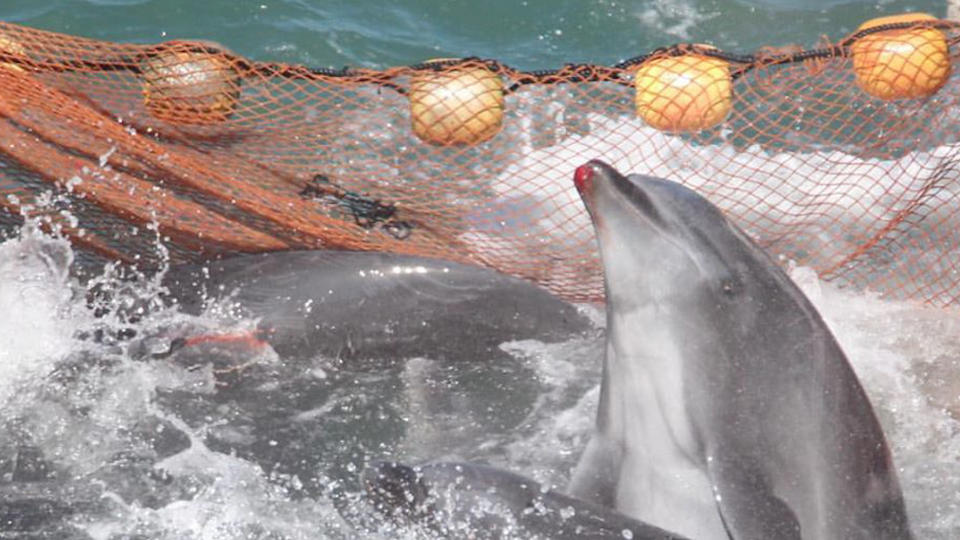 Dolphins splash about in a net. One dolphin has a bloody lip.