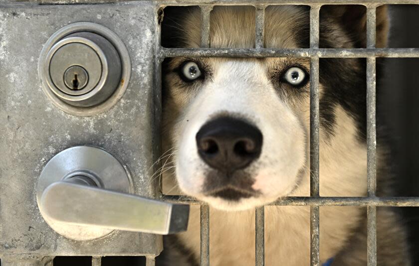 A dog waits to be adopted in a cage at the Chesterfield Square Animal Services Center in Los Angeles.