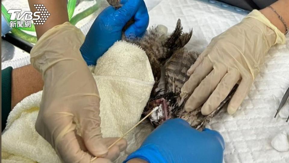 翅膀受傷的領角鴞傷口清創。（圖／TVBS）