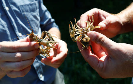 Andreas Stephan and Alexander Herrmann of the Karlsruhe University of Education hold calico crayfish (Orconectes immunis) in Rheinstetten, Germany, August 9, 2018. REUTERS/Ralph Orlowski