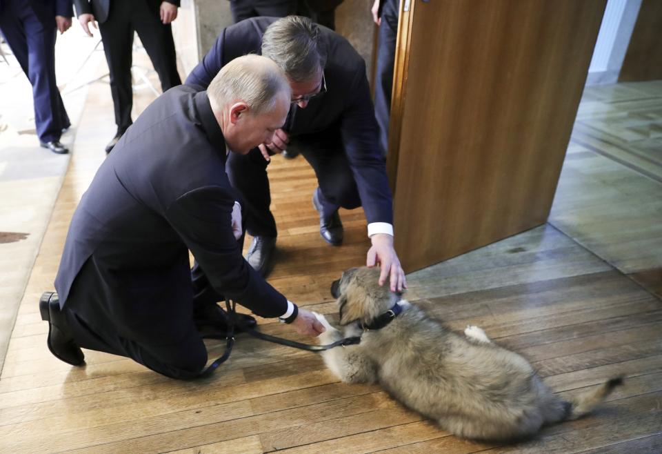 Serbian President Aleksandar Vucic, center, presents Russian President Vladimir Putin with a puppy of the Sarplaninac breed during their meeting in Belgrade, Serbia, Thursday, Jan. 17, 2019. Putin arrives in Serbia on Thursday for his fourth visit to the Balkan country since 2001. (Mikhail Klimentyev, Sputnik, Kremlin Pool Photo via AP)