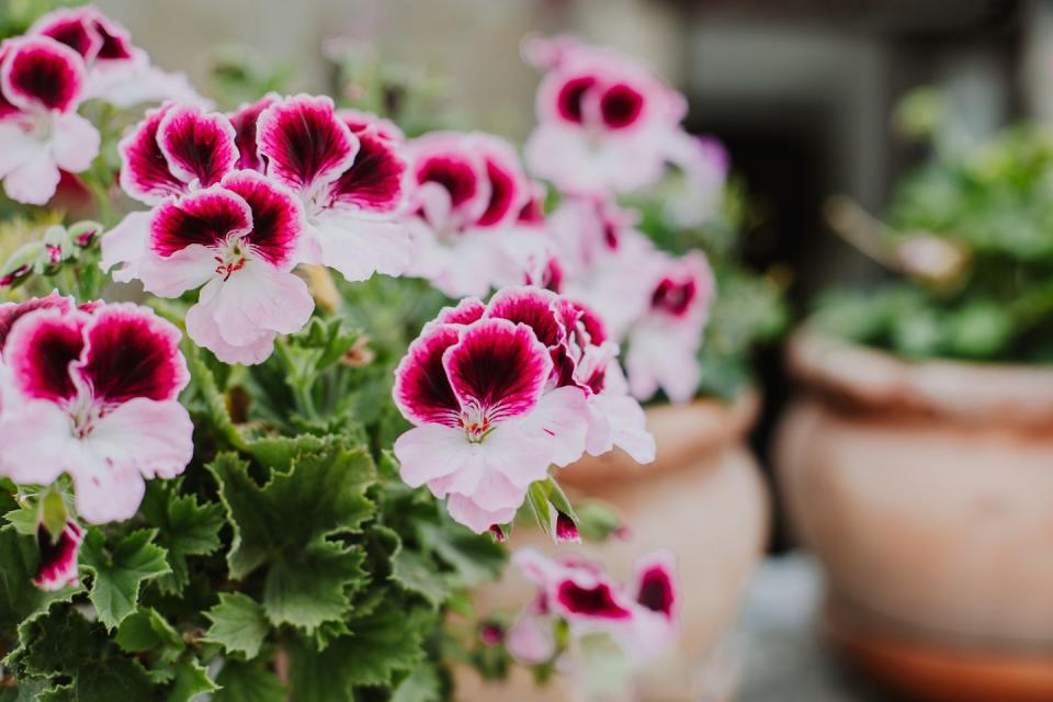 beautiful pink flowers of crane's bill pelargonium on a summer street selective focus