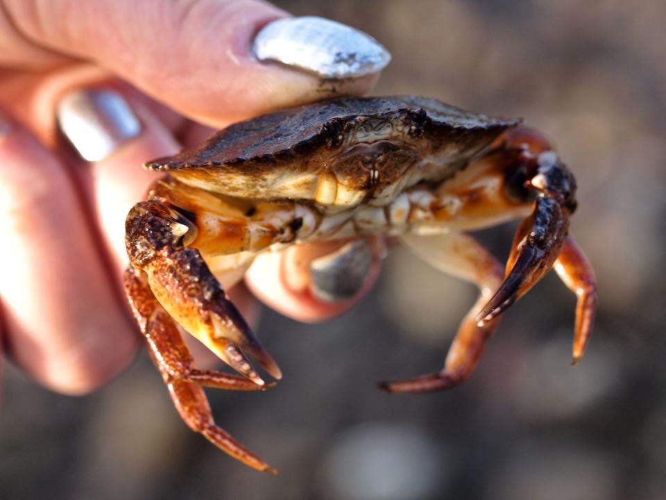 <p><strong>State Crustacean: Dungeness crab </strong></p><p>A fourth grade class petitioned the legislature in 2009 to get the Dungeness crab made the official state crustacean. </p>